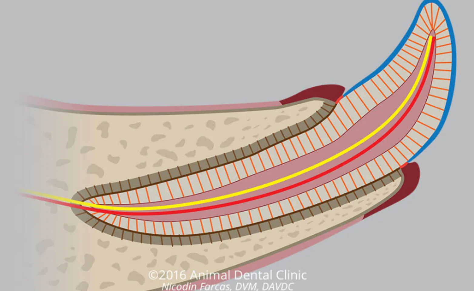 Diagram of a healthy tooth